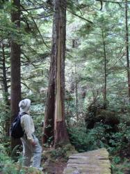 Bark stripped from tree, Ahousaht Trail, BC